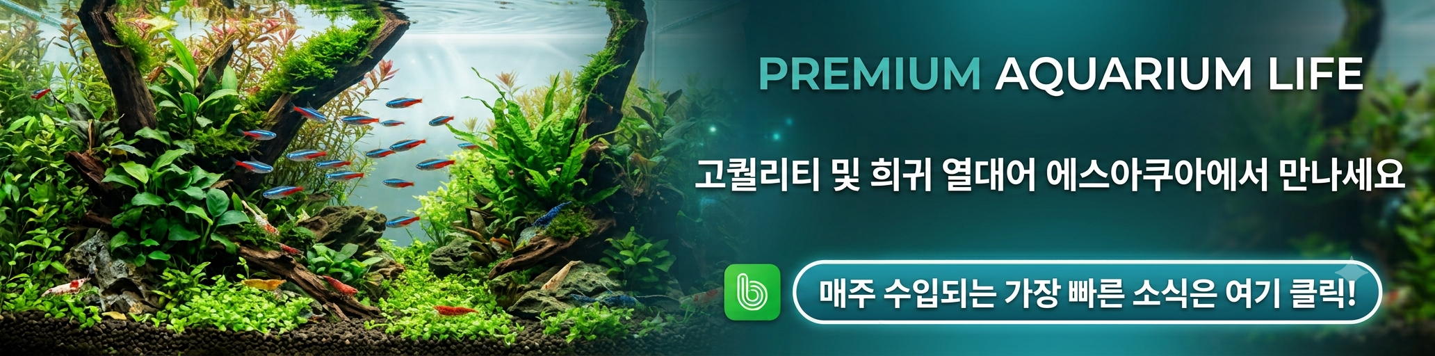 배너