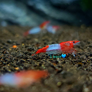 레드릴리 쉬림프