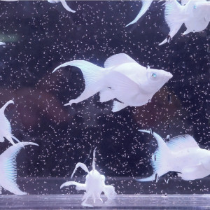 [에스아쿠아 쇼핑몰 테스트(1인 마릿수 제한)] 보석눈 플래티넘 화이트 숏바디 라이어테일 몰리 1마리