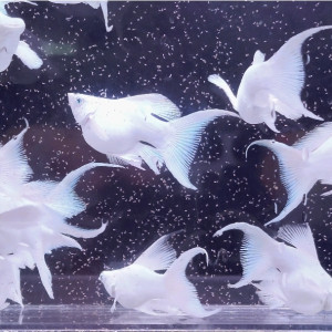 [에스아쿠아 쇼핑몰 테스트(1인 마릿수 제한)] 보석눈 플래티넘 화이트 숏바디 라이어테일 몰리 1마리