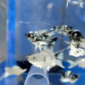 [에스아쿠아 쇼핑몰 테스트(1인 마릿수 제한)] 보석눈 플래티넘 제브라&마블 숏바디 라이어테일 몰리