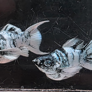 [에스아쿠아 쇼핑몰 테스트(1인 마릿수 제한)] 보석눈 플래티넘 제브라&마블 숏바디 라이어테일 몰리