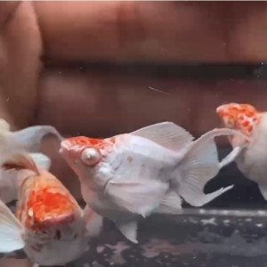 알비노 레드헤드 플래티넘 화이트 벌룬 몰리 1쌍