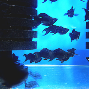 [에스아쿠아 쇼핑몰 테스트(1인 마릿수 제한)] 슈퍼풀블랙 숏바디 라이어테일 몰리