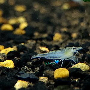 스노우볼 쉬림프