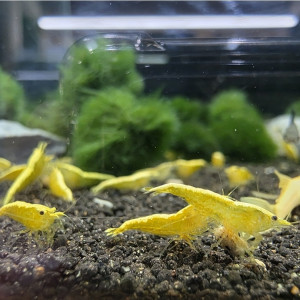 골든백 쉬림프 (하이퀄리티)