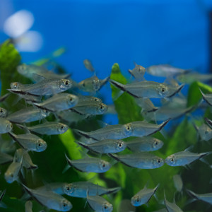 코스테 테트라 1마리