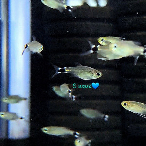 키티테트라 1마리