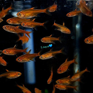 엠버테트라 1마리