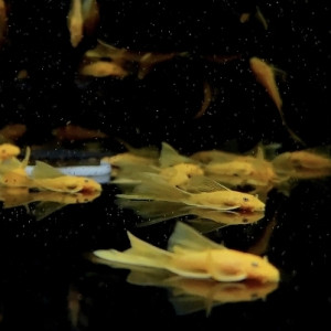 L144 안시 롱핀 3~4cm급 전후 1마리