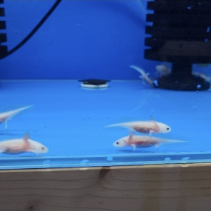 우파루파 베이비 1마리