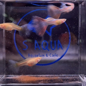 핑크키티 1마리