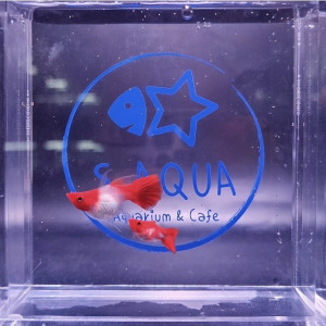 검은눈 홍백 벌룬 리본 1쌍