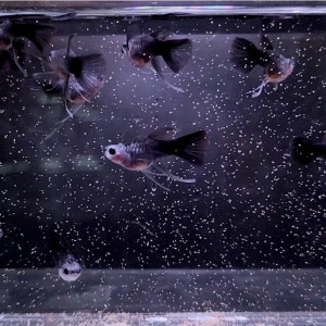 hb블루 글라스벨리 숏바디 리본 1쌍