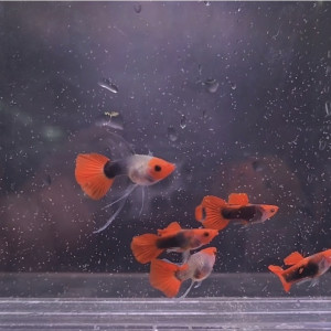 블랙코이 글라스벨리 숏바디 리본 1쌍