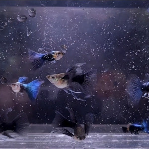 HB 라이트블루 숏바디 빅C리본