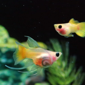 몽키바나나 리본