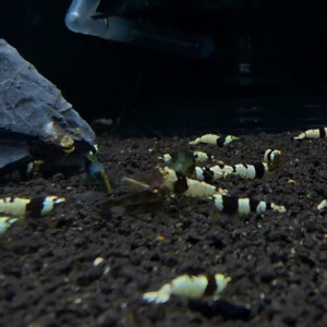 CBS(크리스탈 블랙 쉬림프)