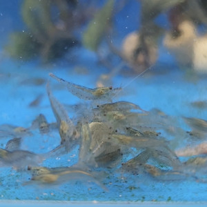 대만 야마토 쉬림프