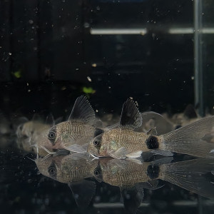 팬더 코리도라스 롱핀