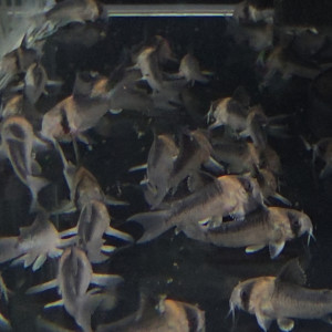 아돌포이 코리도라스