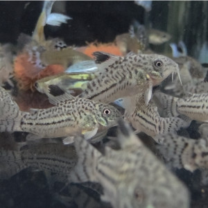 트릴리니아투스 코리도라스