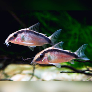 아쿠아투스(다람쥐) 코리도라스 6cm급전후