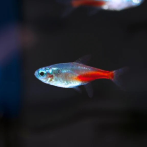 다이아몬드 헤드 네온 테트라