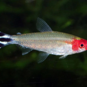 러미노즈 테트라