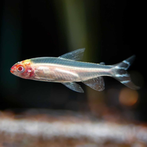 알비노 러미노즈 테트라