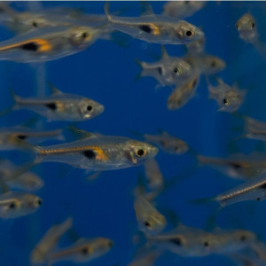 라스보라 할리퀸