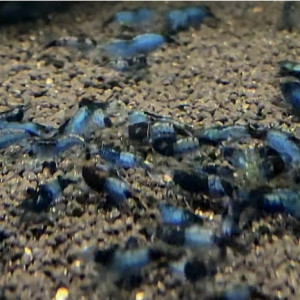 블랙릴리 쉬림프