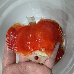 레드멜론 하이바디 디스커스 3인치(바디) 1마리