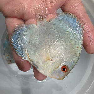 블루다이아몬드 하이바디 디스커스 3인치(바디) 1마리