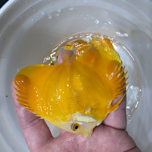 골드멜론 하이바디 디스커스 3인치(바디) 1마리