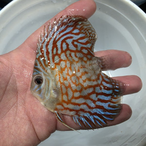 레드타이거 하이바디 디스커스 3인치(바디) 1마리