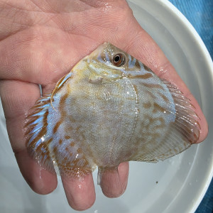 블루코발트 하이바디 디스커스 3인치(바디) 1마리