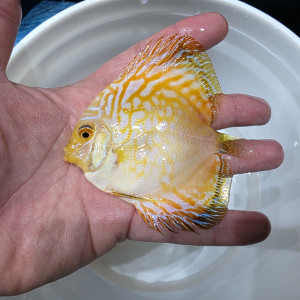 옐로우피죤 하이바디 디스커스 3인치(바디) 1마리