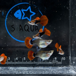 hb레드로즈 숏바디 1쌍 (1인 마릿수 2쌍 제한)