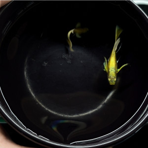 24K 풀골드 풀컬러이어 롱이어 리본 1쌍