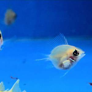 볼터치 골든볼 라미네지 롱핀 유어~준성어 1마리