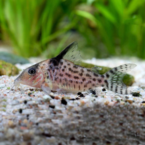 아가시지 코리도라스