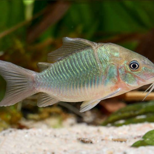 브로키스 스플렌덴스 6cm급전후