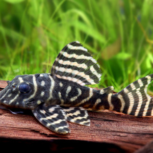 L398 탄케이 플레코 3.5-4.5cm급