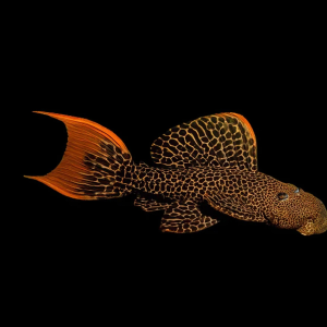 L600 레오파두스 플레코 6-7cm급