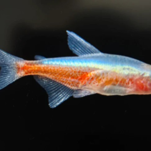 알비노 카디널 테트라