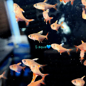 화이트핀 테트라 1마리