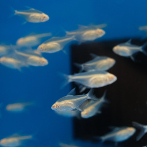 알비노 레몬 테트라