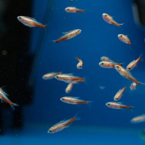 알비노 네온 테트라