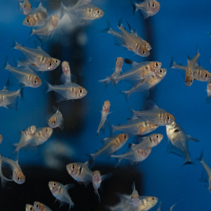 블랙팬텀 테트라